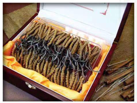 界首冬虫夏草回收